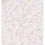 Anti-CD31 Rabbit pAb (100 μl)