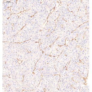 Anti-CD31 Rabbit pAb (100 μl)