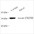 Anti-CH25H Rabbit pAb (100 μl)