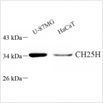 Anti-CH25H Rabbit pAb (100 μl)