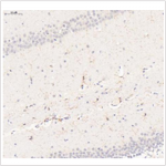 Anti-F4/80 Rabbit pAb (100 μl)