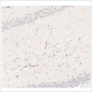 Anti-F4/80 Rabbit pAb (100 μl)