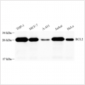 Anti-Bcl-2 Rabbit pAb (100 μl)