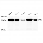 Anti-Bcl-2 Rabbit pAb (100 μl)