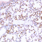 Anti-Iba1 Rabbit pAb (100 μl)