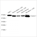 Anti-Caspase-1 Rabbit pAb (100 μl)