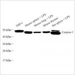 Anti-Caspase-1 Rabbit pAb (100 μl)