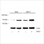 Anti-Phospho-NF-kB p65 (S536) Rabbit pAb (100 μl)