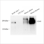 Anti-CD45 Rabbit pAb (100 μl)