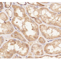Anti-Bax Rabbit pAb (100 μl)