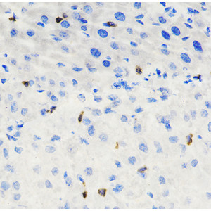 Anti-CD8 alpha Rabbit pAb (100 μl)