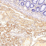 Anti-Collagen I Rabbit pAb (100 μl)