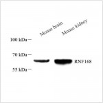 Anti-Rnf168 Rabbit pAb (100 μl)