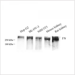 Anti-Fibronectin Rabbit pAb (100 μl)