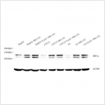 Anti-HIF-1 alpha Rabbit pAb (100 μl)
