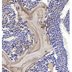 Anti-Osteopontin Rabbit pAb (100 μl)
