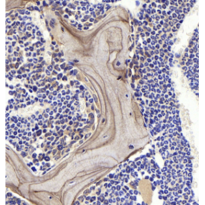 Anti-Osteopontin Rabbit pAb (100 μl)