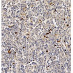 Anti-Cleaved-Caspase-3 Rabbit pAb (100 μl)