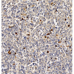 Anti-Cleaved-Caspase-3 Rabbit pAb (100 μl)