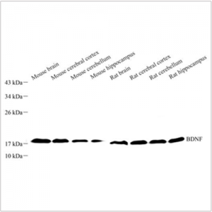 Anti-BDNF Rabbit pAb (100 μl)