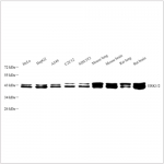 Anti-ERK1 + ERK2 Rabbit pAb (100 μl)