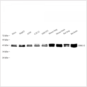 Anti-ERK1 + ERK2 Rabbit pAb (100 μl)