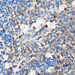 Anti-Caspase-3 Rabbit pAb (100 μl)