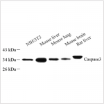 Anti-Caspase-3 Rabbit pAb (100 μl)