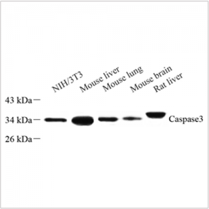 Anti-Caspase-3 Rabbit pAb (100 μl)