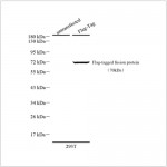 Anti-Flag Tag Rabbit pAb (100 μl)