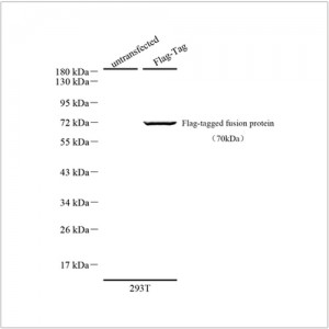 Anti-Flag Tag Rabbit pAb (100 μl)