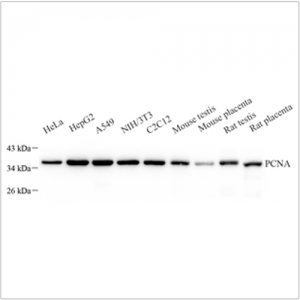 Anti-PCNA Mouse mAb (100 μl)