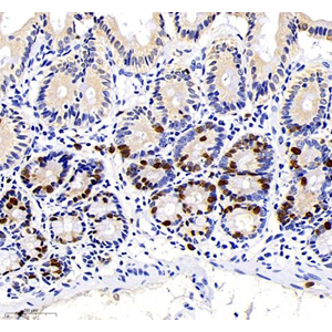 Anti-BrdU Mouse mAb (100 μl)