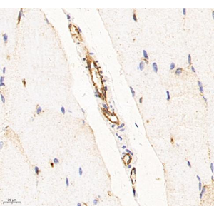 Anti-CD31 Mouse mAb (100 μl)