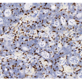Anti-CD8 alpha Mouse mAb (100 μl)