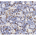 Anti-CD8 alpha Mouse mAb (100 μl)