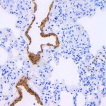 Anti-c-Fos Mouse mAb (100 μl)