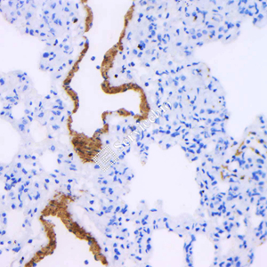 Anti-c-Fos Mouse mAb (100 μl)
