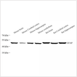 Anti-GFAP Mouse mAb (100 μl)