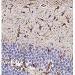 Anti-GFAP Mouse mAb (100 μl)