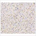 Anti-Iba1 Mouse mAb (100 μl)