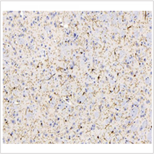 Anti-Iba1 Mouse mAb (100 μl)