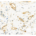 Anti-CD34 Mouse mAb (100 μl)