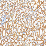 Anti-VDAC1/Porin Mouse mAb (100 μl)