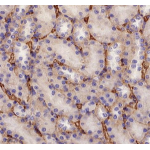 Anti-Albumin Mouse mAb (100 μl)