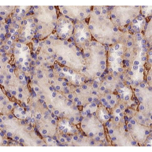 Anti-Albumin Mouse mAb (100 μl)