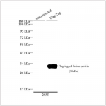 Anti-Flag Tag Mouse mAb (100 μl)