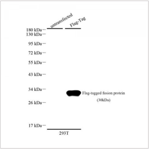 Anti-Flag Tag Mouse mAb (100 μl)
