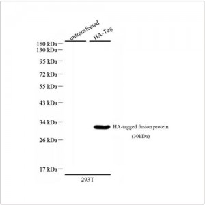 Anti-HA Tag Mouse mAb (100 μl)