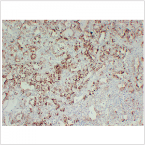 Anti-TPO Mouse mAb (50 μl)